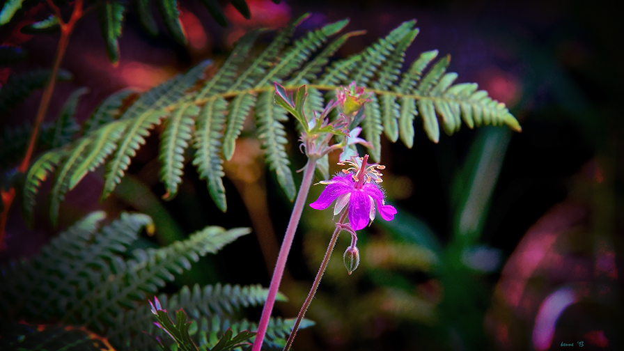 Aspen Loop July 2013