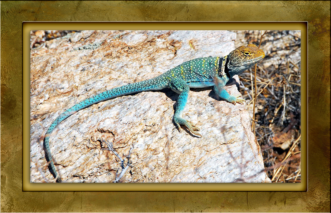 This Lizard of Many Colors | Becoming is Superior to Being