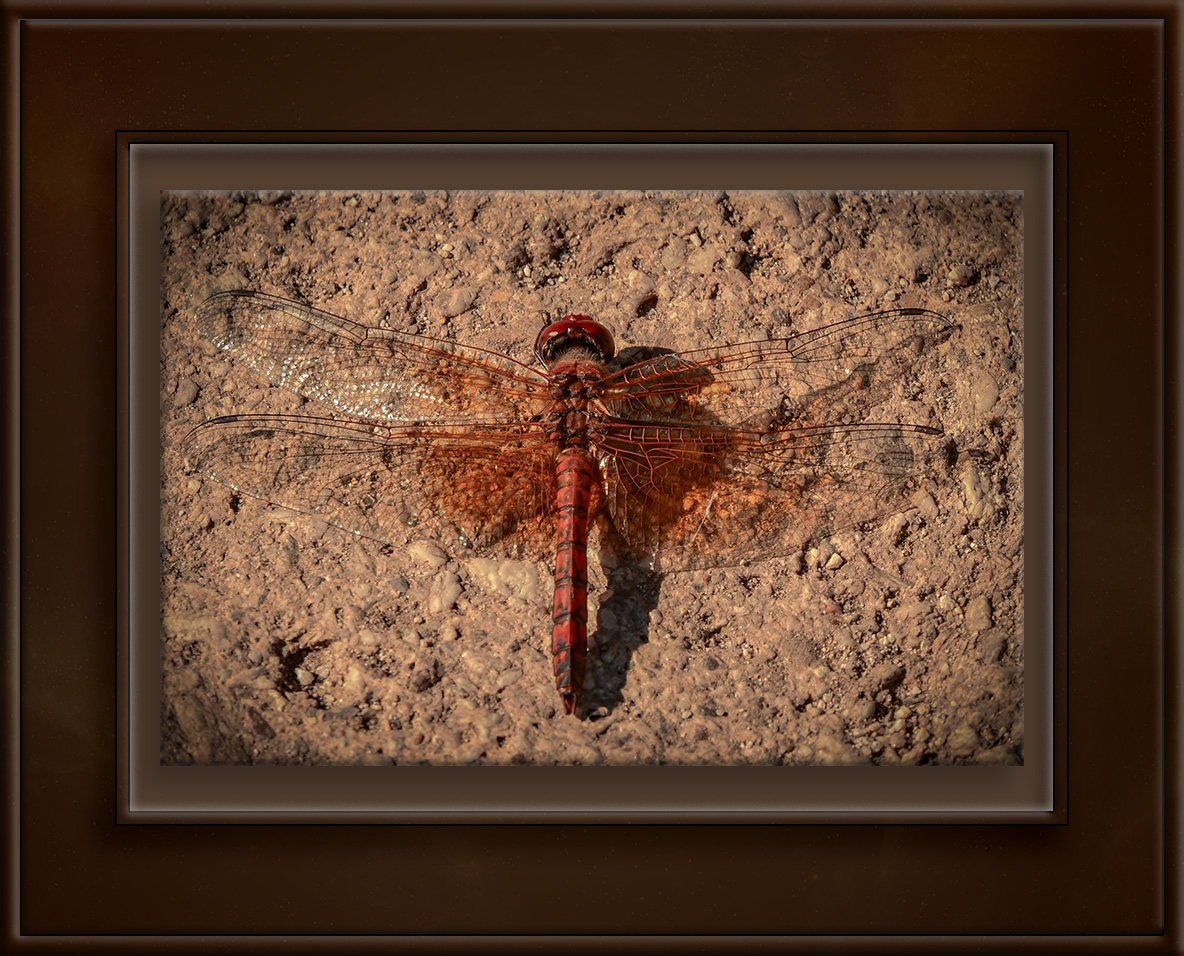 Red Rockskipper Red Rock Skimmer | Becoming is Superior to Being