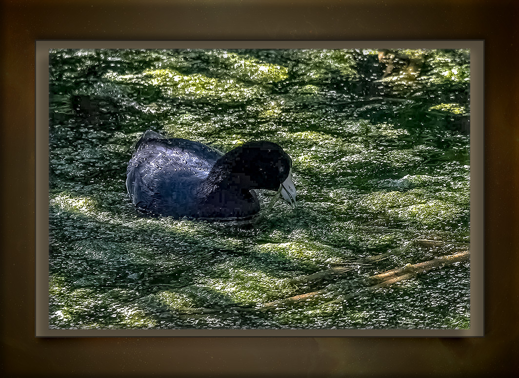 Give A Hoot For The Coot | Becoming is Superior to Being