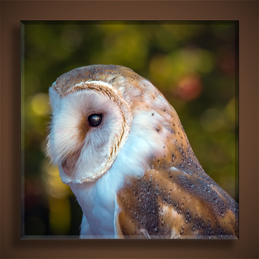 A Desert Museum Rafter | Becoming is Superior to Being
